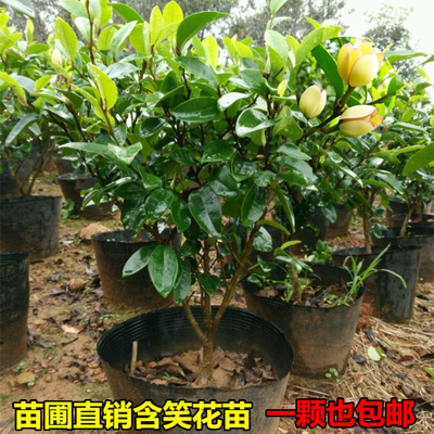 含笑盆栽树苗庭院阳台四季浓香型