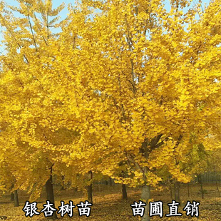 银杏树活苗白果苗南北方庭院占地绿化苗木行道树金叶银杏大小树苗