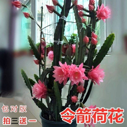 进口令箭荷花昙花大花重瓣品种带根苗红黄紫粉白多色花卉绿植盆栽
