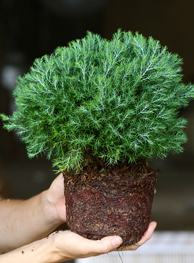 雾松盆栽四季常青耐寒旱阳台室内盆景绿植好养易活办公桌花卉茶几