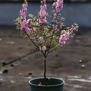 耐寒丛生重瓣小花榆叶梅树苗满天星郁李花苗梅花盆栽地栽绿植麦李