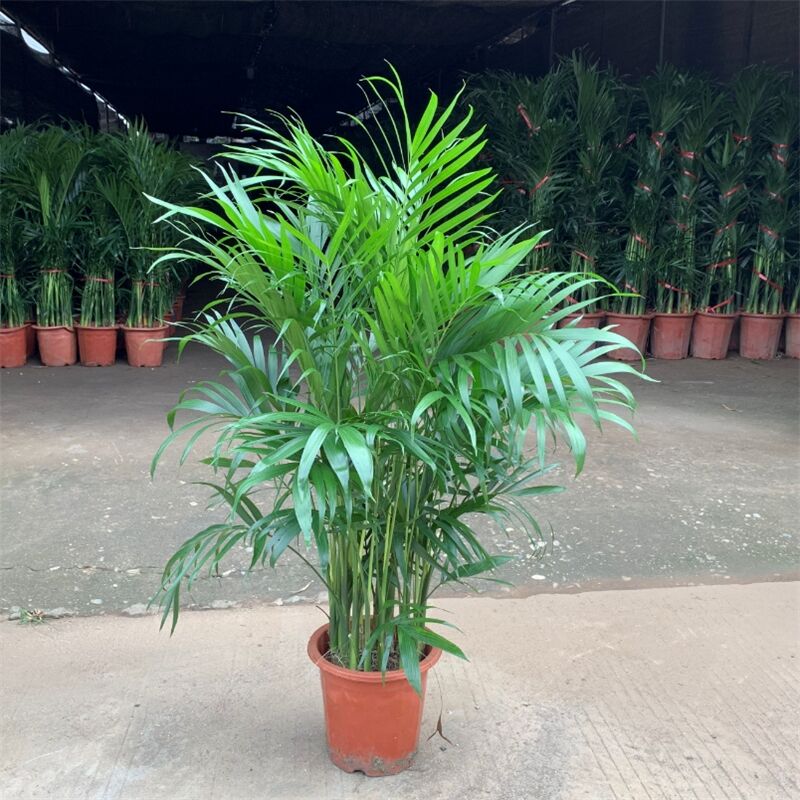 室内大型绿植散尾葵盆栽