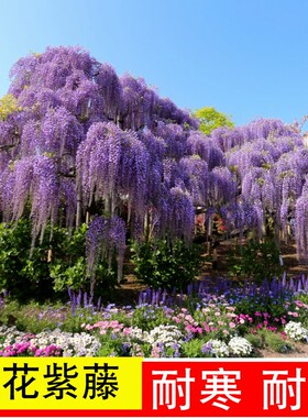 10紫藤花树苗爬植物庭院围墙
