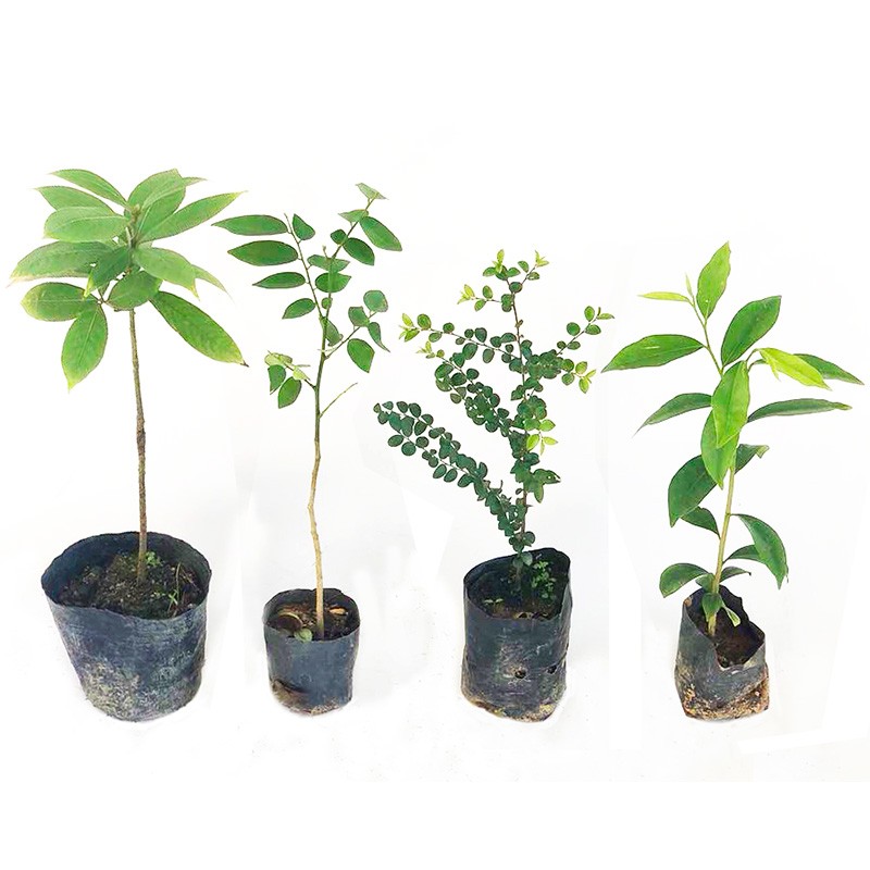 沉香树苗黄花梨四季常青绿植图片