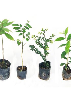 沉香树苗黄花梨四季常青绿植
