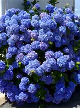10庭院花卉耐庭院花卉耐寒