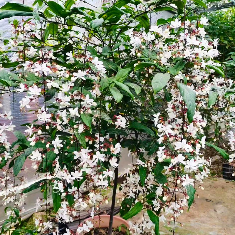 垂丝茉莉盆栽带苞室内好养垂枝花卉泰国稀有品种绿植白玉蝴蝶易活