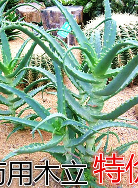 木立芦荟植物盆栽龙爪菊芦荟