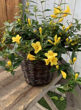 法国香水茉莉花苗盆栽黄色带花苞四季常青阳台爬藤植物庭院耐寒