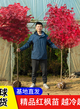 10红枫树苗四红枫树苗四季