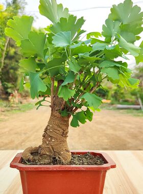 10银杏树苗造型老桩矮霸室内花卉