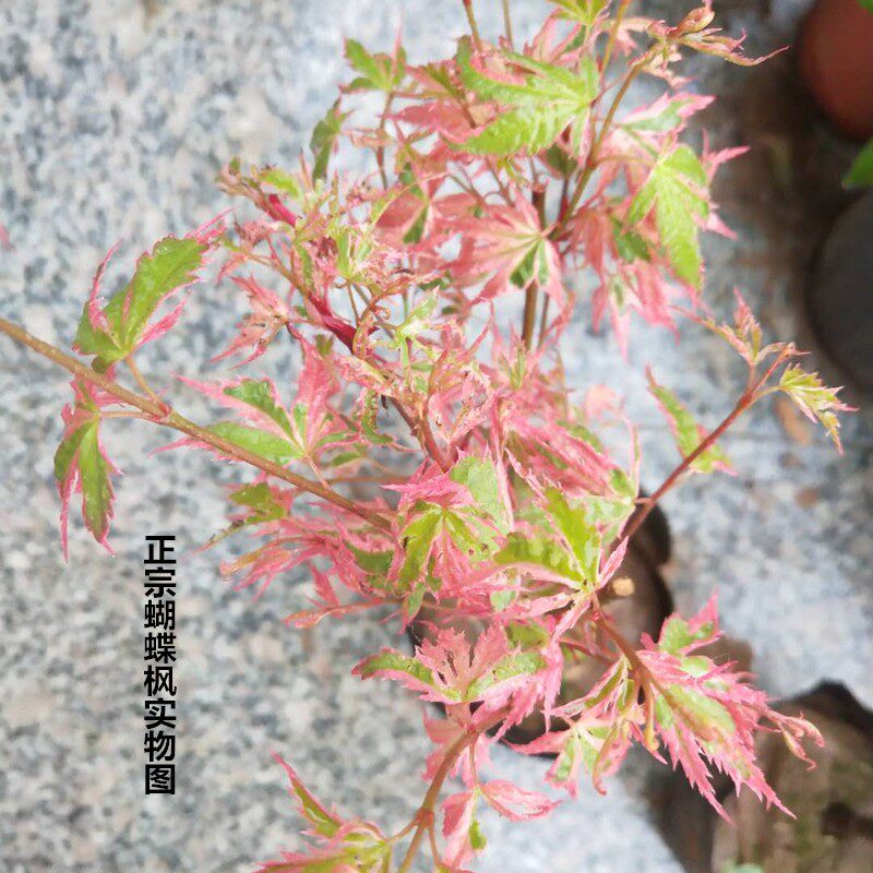 10其他木本花卉阳台办公桌无