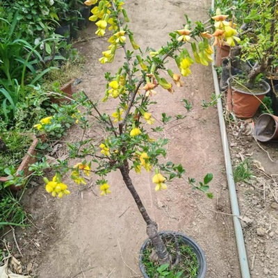 食用金雀花树苗盆栽黄金雀阳台庭院种植南雀耐寒耐热阳雀花锦鸡儿