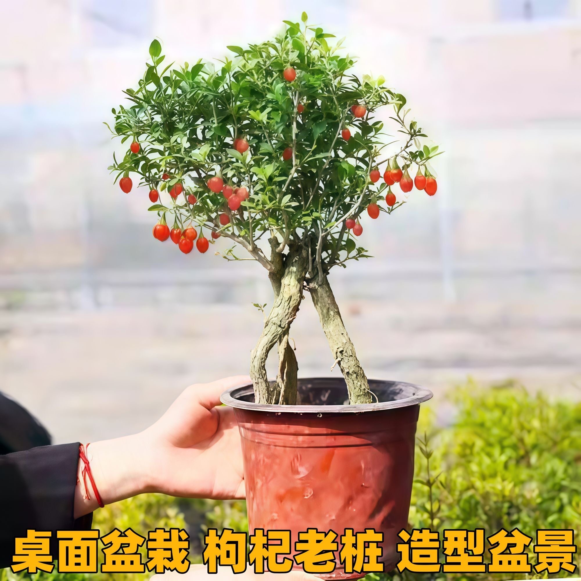 枸杞树苗盆栽盆景庭院阳台大小老桩树桩绿植造型植物庭院耐寒食用图片