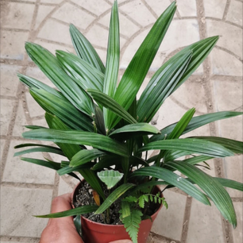 招财树棕竹盆栽室内绿植棕榈苗耐旱耐寒植物室外盆景四季常青绿化