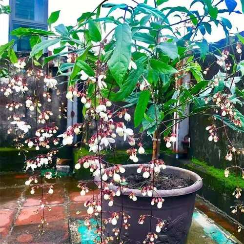 10垂丝茉莉花苗四季开泰国白