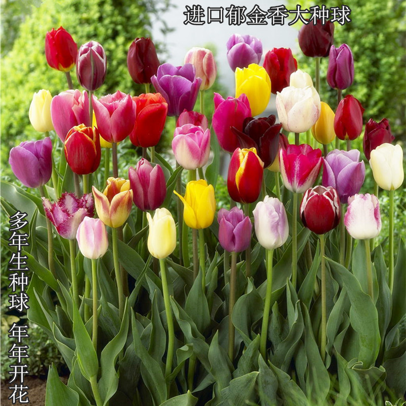 郁金香种球重瓣大球四季易活花苗盆栽植物阳台花卉水培花种子好养