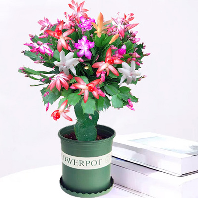 10蟹爪兰草本花卉嫁接盆栽