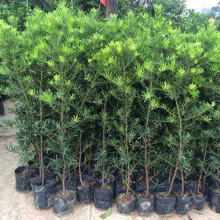 罗汉松树苗四季常青罗汉松庭院阳台植物花卉盆栽绿植可做盆景树桩