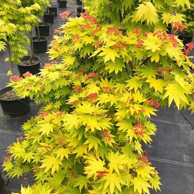 约旦枫树苗盆栽日本红枫流泉枫品种枫树庭院风景树植物彩色黄金枫图片
