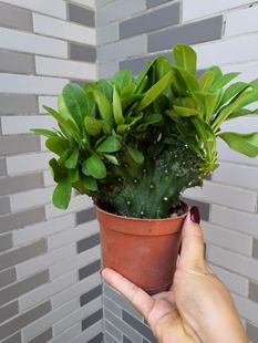 盆栽麒麟掌 多肉仙人掌 霸王鞭 仙人类 桌面盆栽 扇贝麒麟 玉麒麟