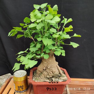 银杏树老桩树苗盆栽绿植室内盆景旺家阳台室外植物矮化耐寒耐热