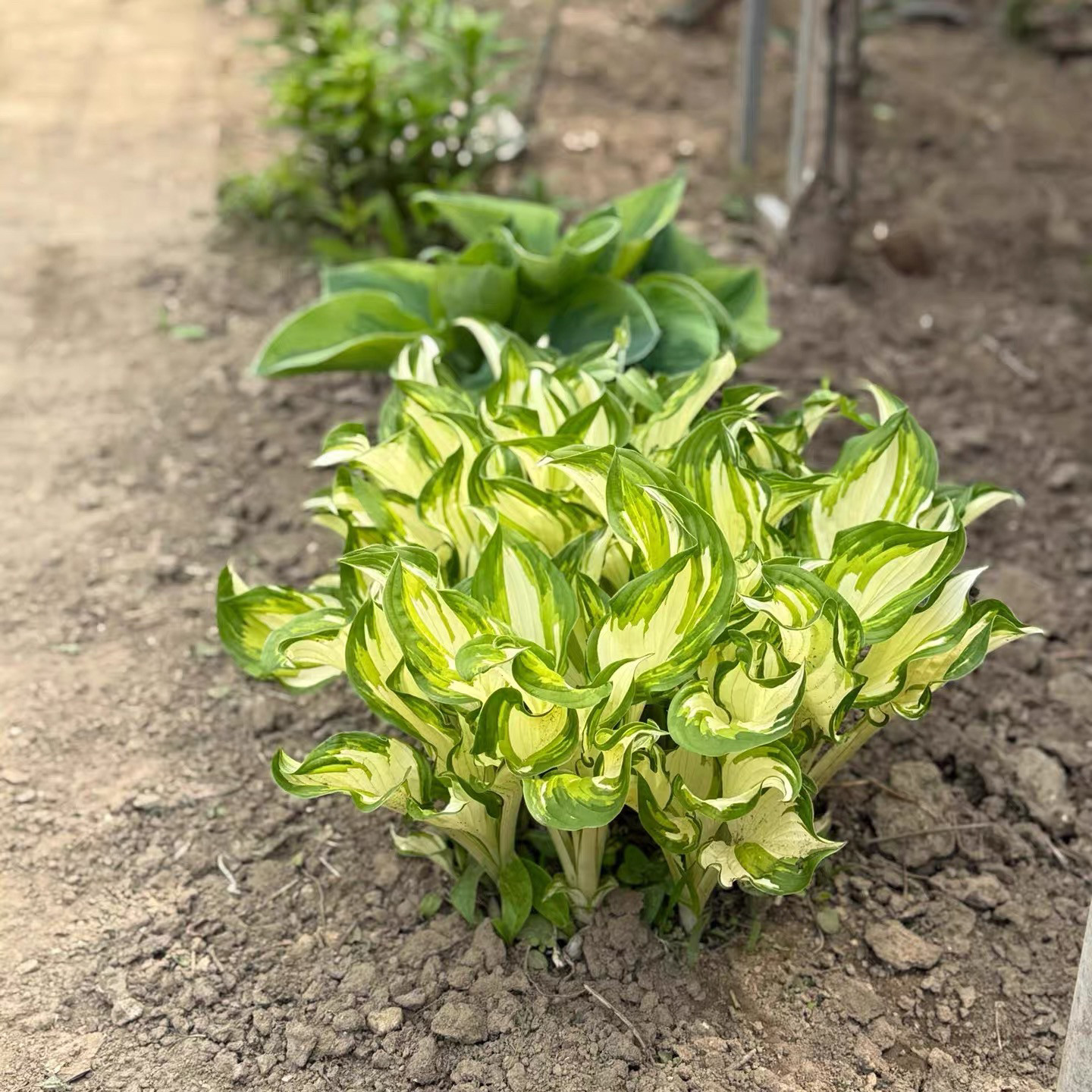 玉簪花苗庭院绿化苗盆栽花卉绿植花叶玉簪青叶金边植物当年开花