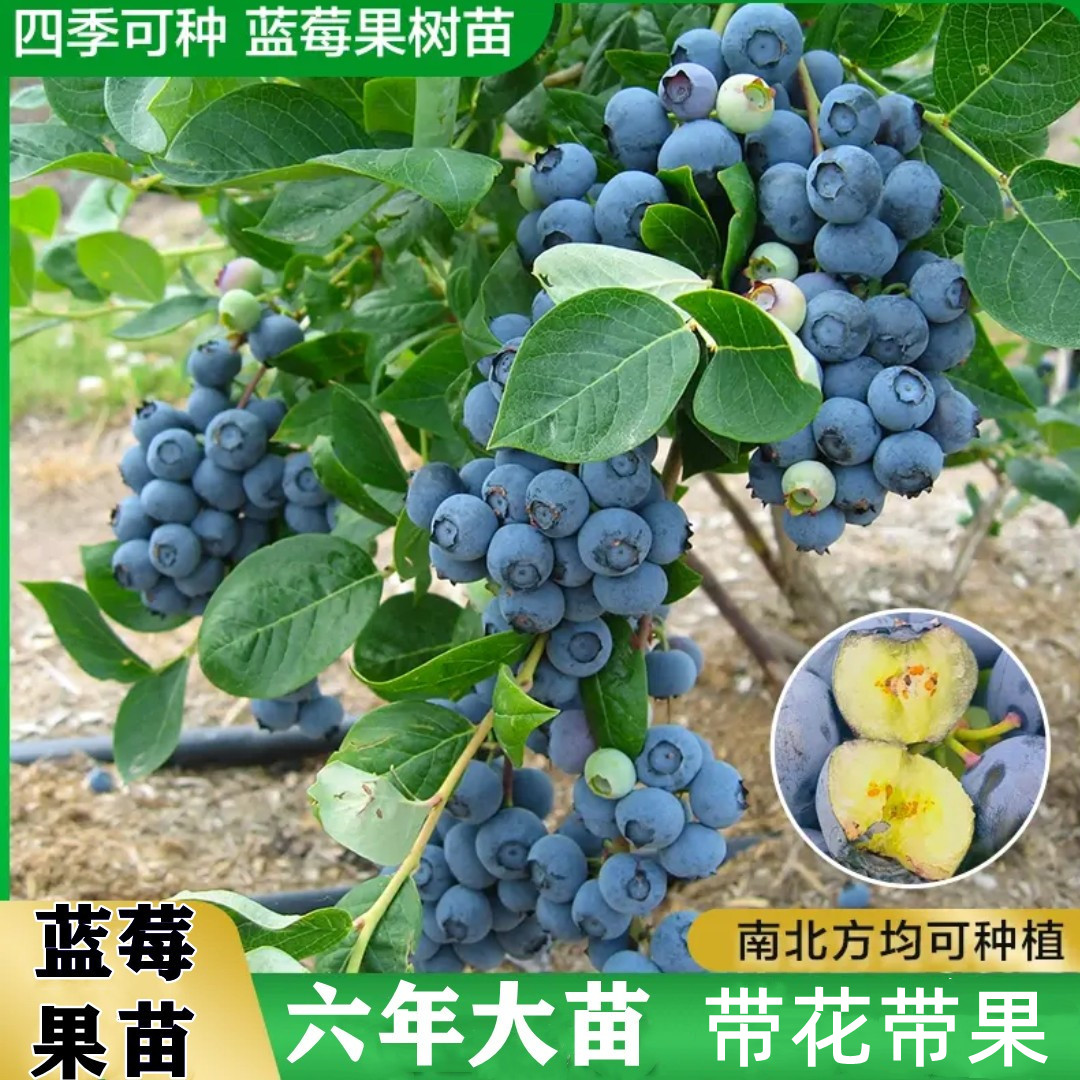 蓝莓树果苗带土南方北方当年结果