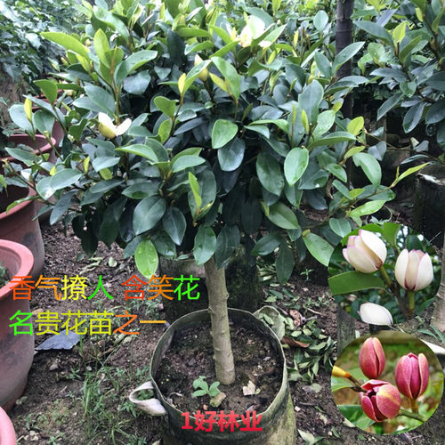 含笑花苗香妃花树浓香型四季花卉植物庭院阳台当年开花四季青耐寒
