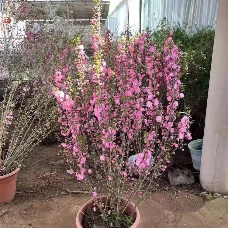 耐寒丛生重瓣小花榆叶梅树苗满天星郁李花苗梅花树苗盆栽地栽绿植图片