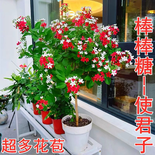 直立使君子耐高温 浓香花卉盆栽水君子四季植物庭院阳台花园开花