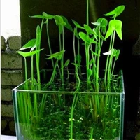 Водные растения Ci Gu SEDES, Caogu Cao грибные грибы цветочные цветочные ласточки хвост рыба пруд посаженные водные цветы