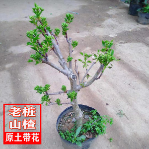 山楂盆景盆栽果树苗好养带花苞