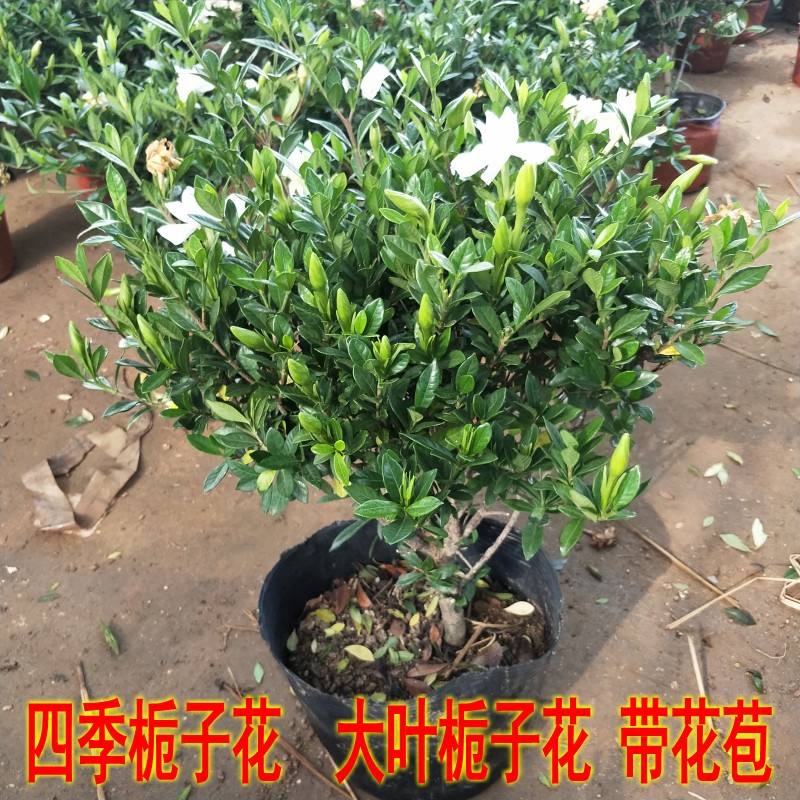 独杆小叶大叶牡丹栀子花盆栽室内外四季花卉植物开花浓香型带花苞