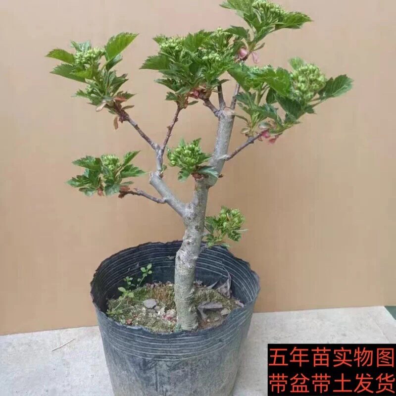 山楂树矮化盆景老桩室内外阳台庭院种植原土发货当年开花结果好养
