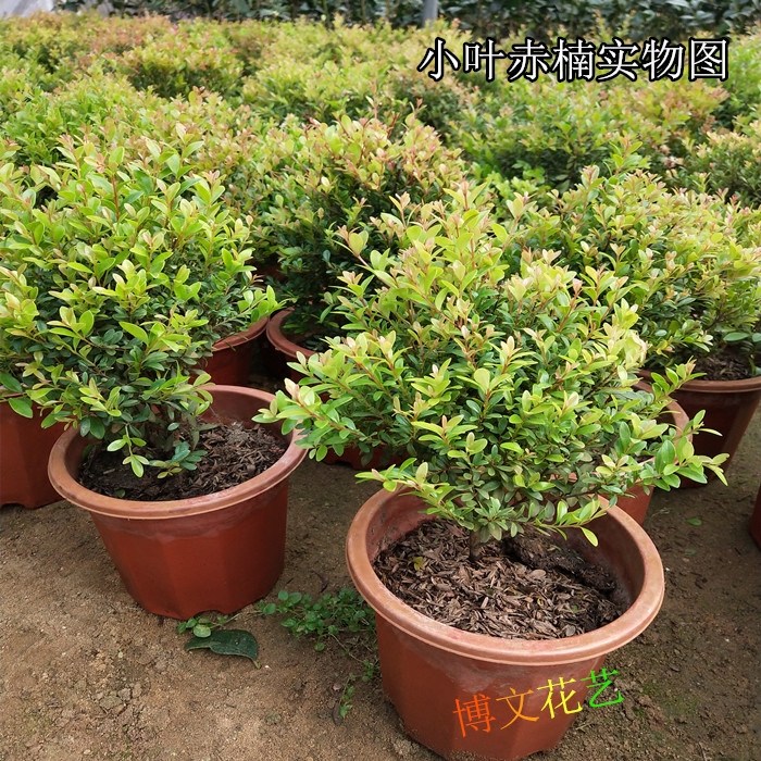 小叶赤楠盆景微型办公室阳台盆栽
