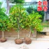Товары от 蒋晓敏8855