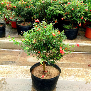 石榴花盆栽观赏果树苗室内盆景四季 好养植物室外庭院阳台花石榴苗