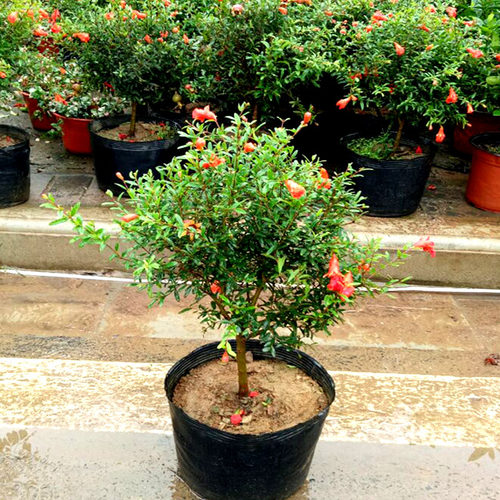 石榴花盆栽观赏果树苗花卉植物