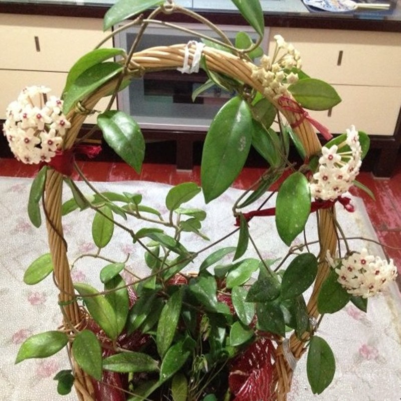 球兰花苗绿叶球兰大苗心叶球兰花苗卷叶球兰盆栽攀援绿植四季常青