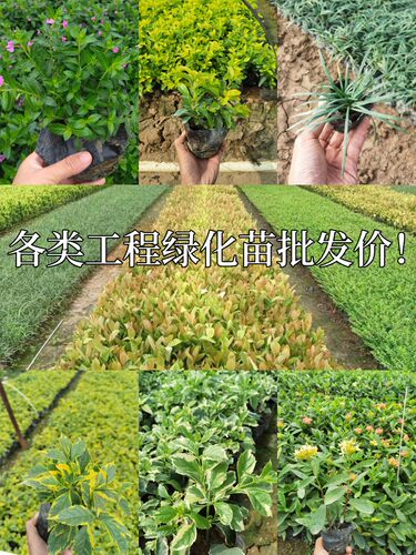 工程绿化小苗庭院绿化小苗优惠价