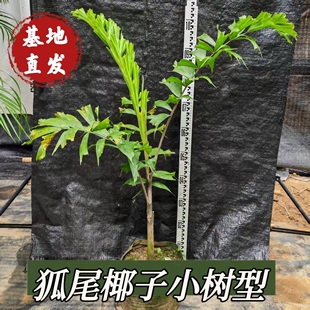 狐尾椰子树苗庭院风景树门前绿化树棕榈树大树耐寒四季常青景观树