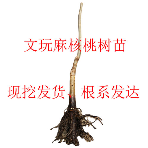 文玩核桃树苗四座楼麻核桃挂果元宝大粗筋甲骨文栽狮子头一年树苗