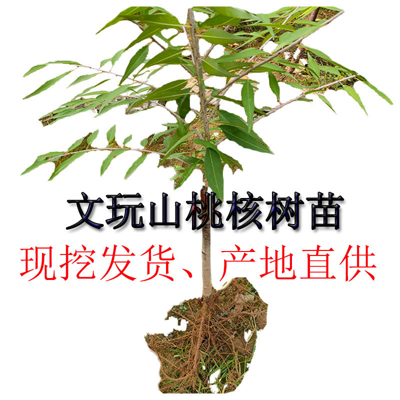文玩桃核磨盘苹果园蚂蚁纹凤尾疙瘩纹龙纹种植挂果儿山桃核胡树苗
