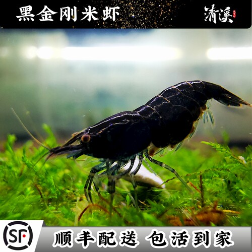 大号黑金刚米虾黑巧克力观赏虾冷淡水鱼缸除藻工具宠物虾鲜活香港