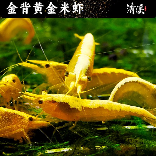 大号抱卵金背黄金米虾观赏冷水繁殖鱼缸除藻工具宠物虾鲜活寄香港