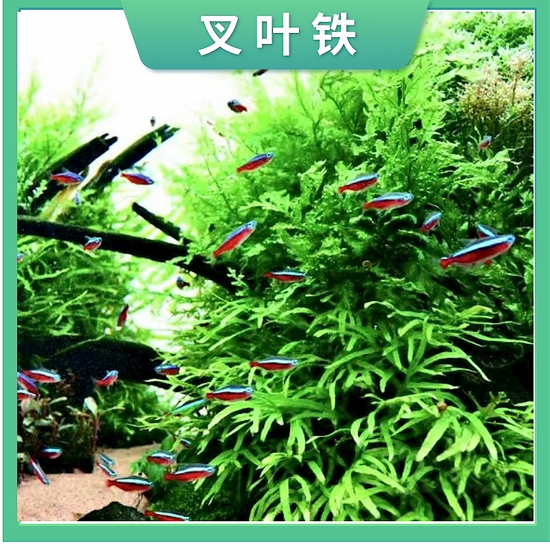 叉叶铁皇冠水草鱼缸造景阴性蕨类