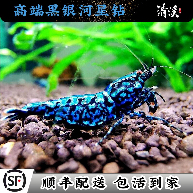 高端黑银河雪花星钻水晶虾精品观赏冷热带淡水鲜活虾子成年寄香港