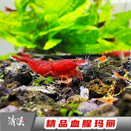 血腥玛丽虾鲜活淡水樱花极火观赏鱼缸清洁红工具虾闯缸除藻寄香港