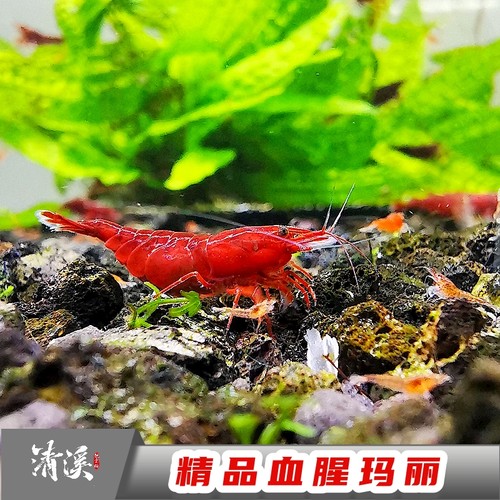 血腥玛丽虾鲜活淡水樱花极火观赏鱼缸清洁红工具虾闯缸除藻寄香港